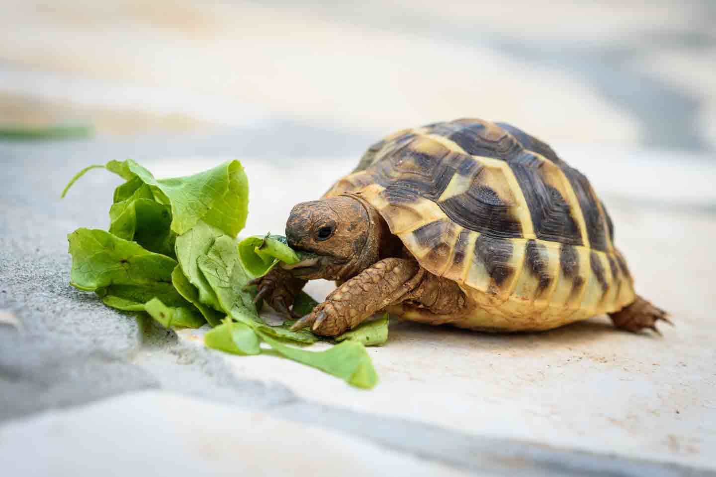 Pet Turtles 101: A Beginner’s Guide to Keeping Turtles and Tortoises ...