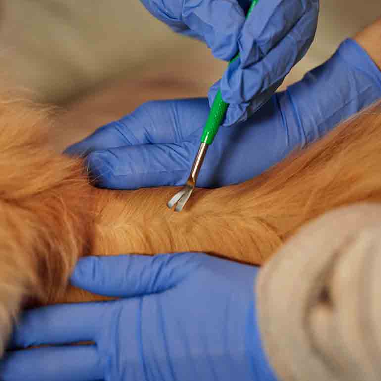 How To Remove a Tick From Your Cat (No Scratches Necessary) BeChewy