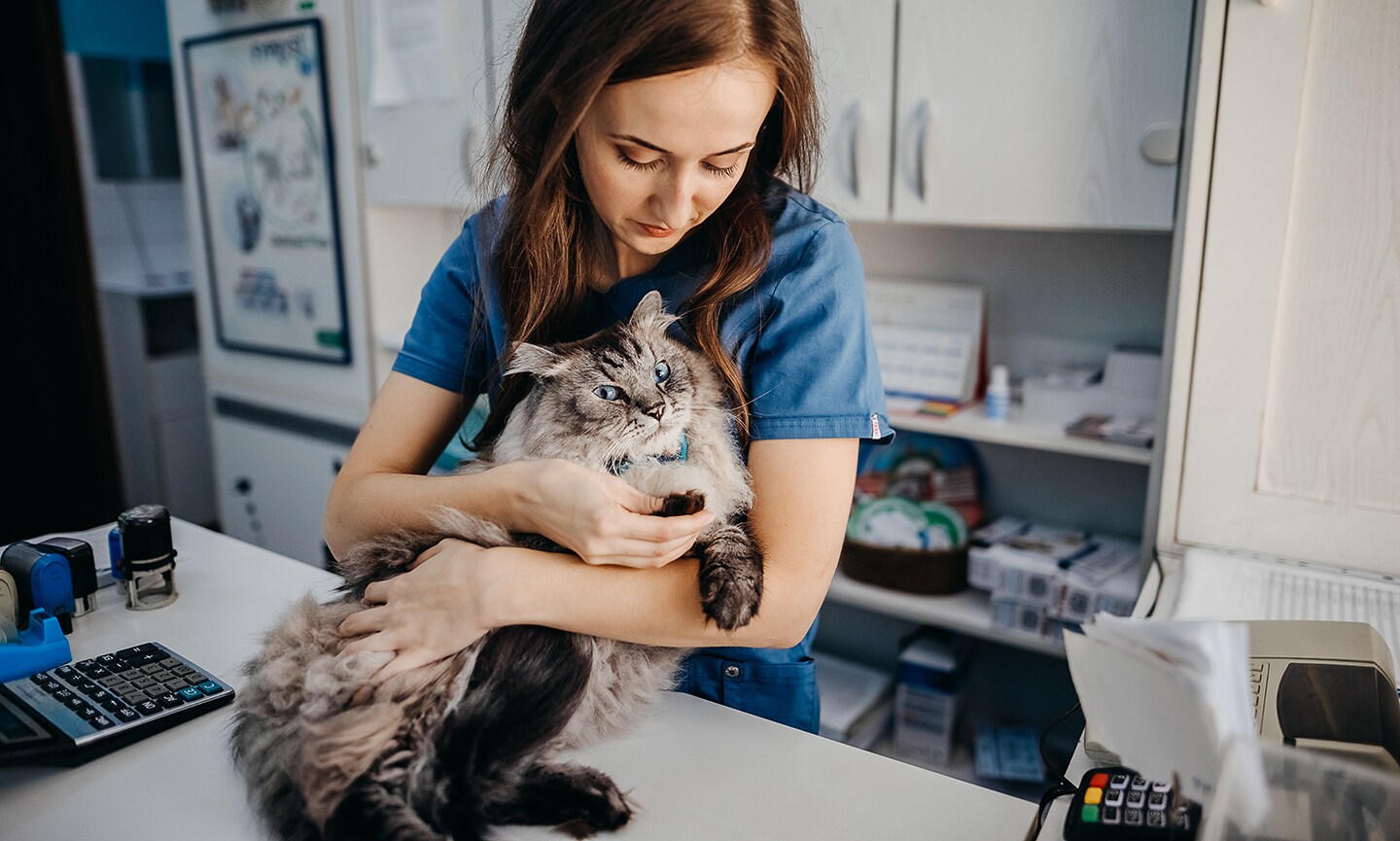 Cat Neutering Everything You Need To Know BeChewy