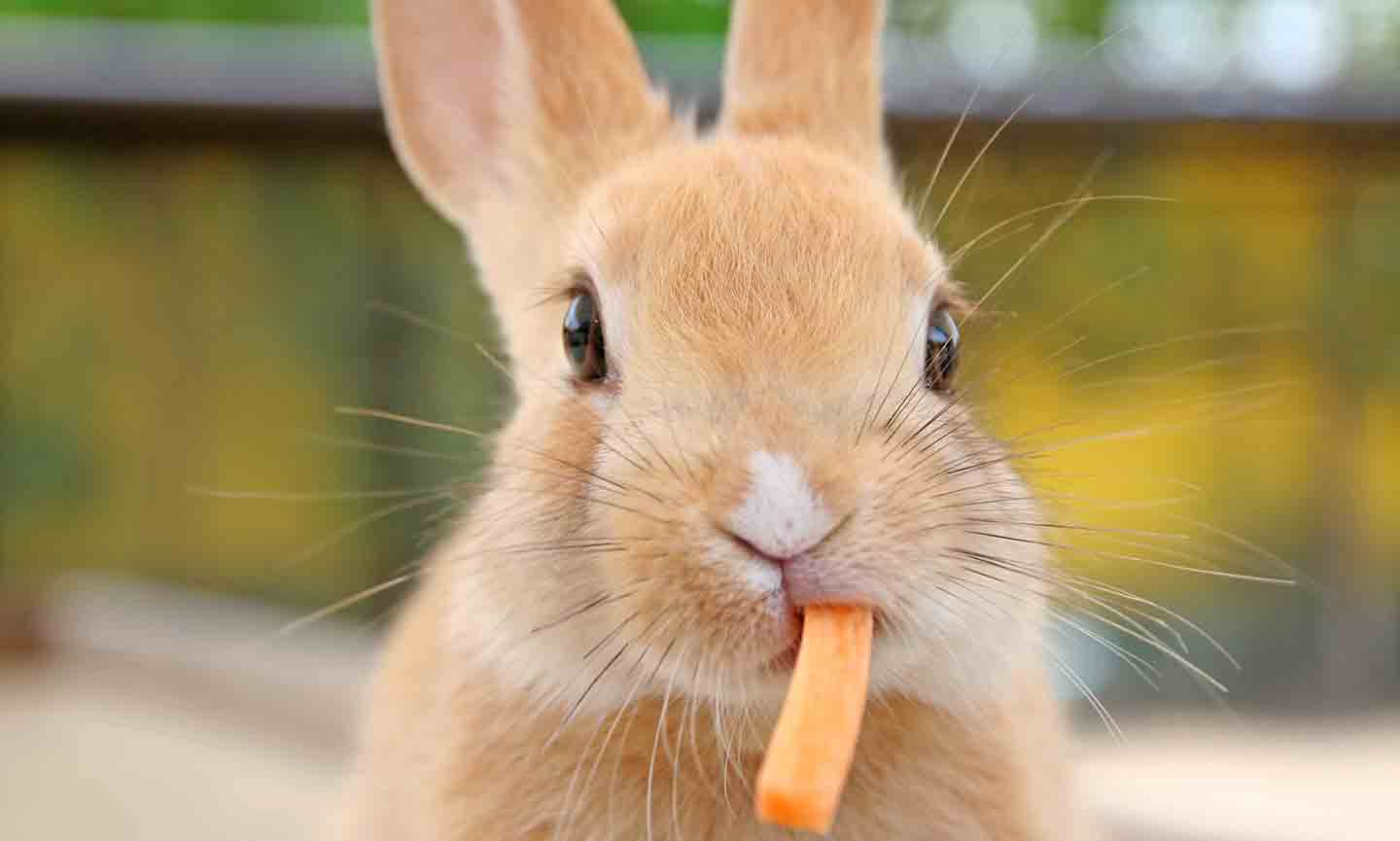 Bunny Teeth A Guide to Your Rabbit’s Chompers BeChewy