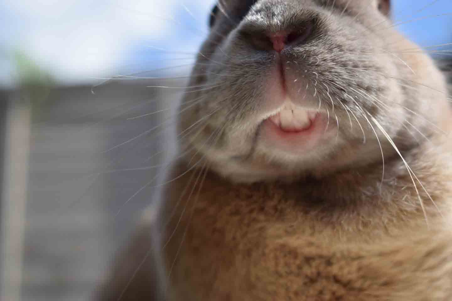 Close-up photo of a rabbit's teeth