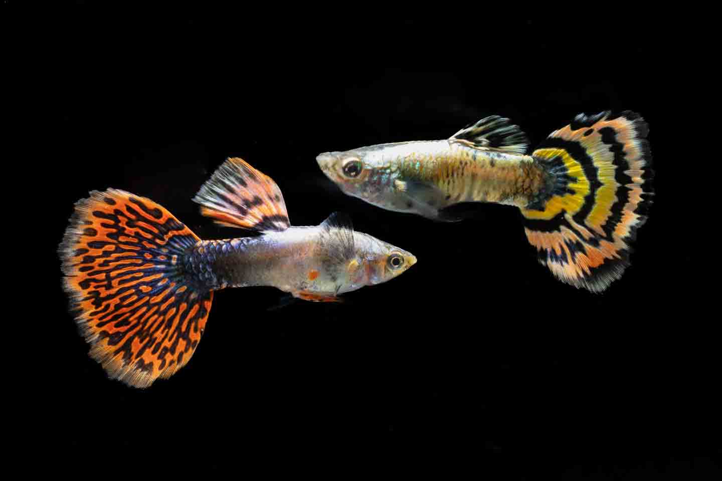 Photo of two fancy guppies