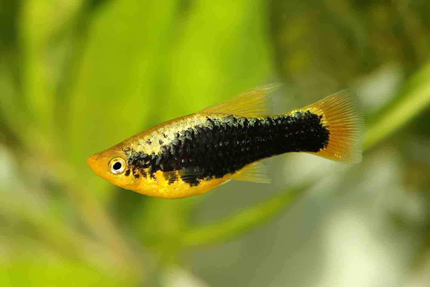 Photo of a platy