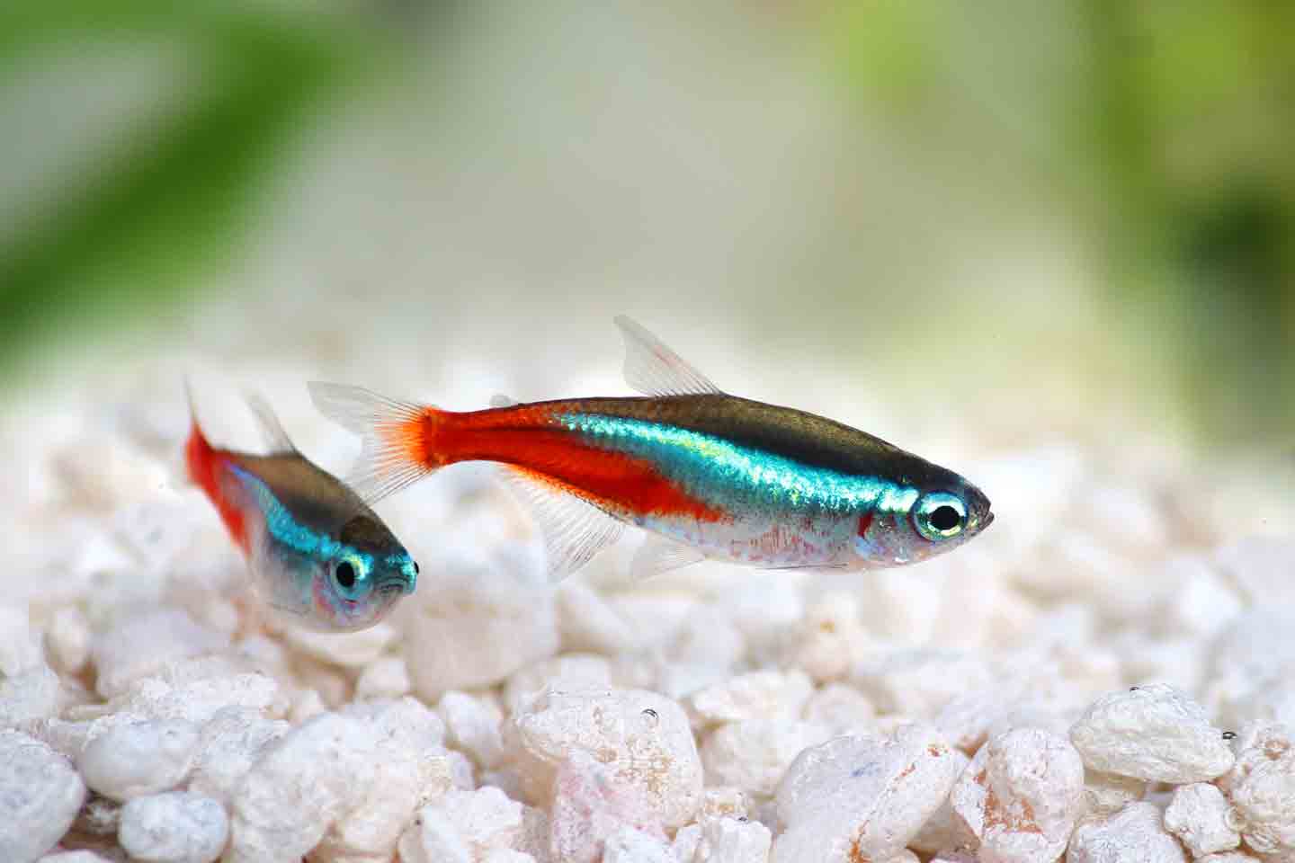 Photo of two neon tetra fish