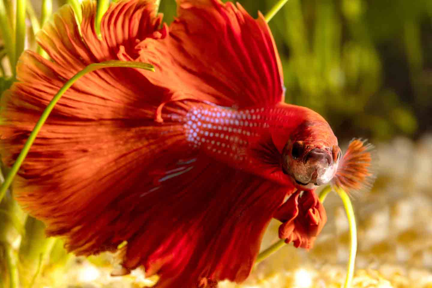 Photo of a betta fish