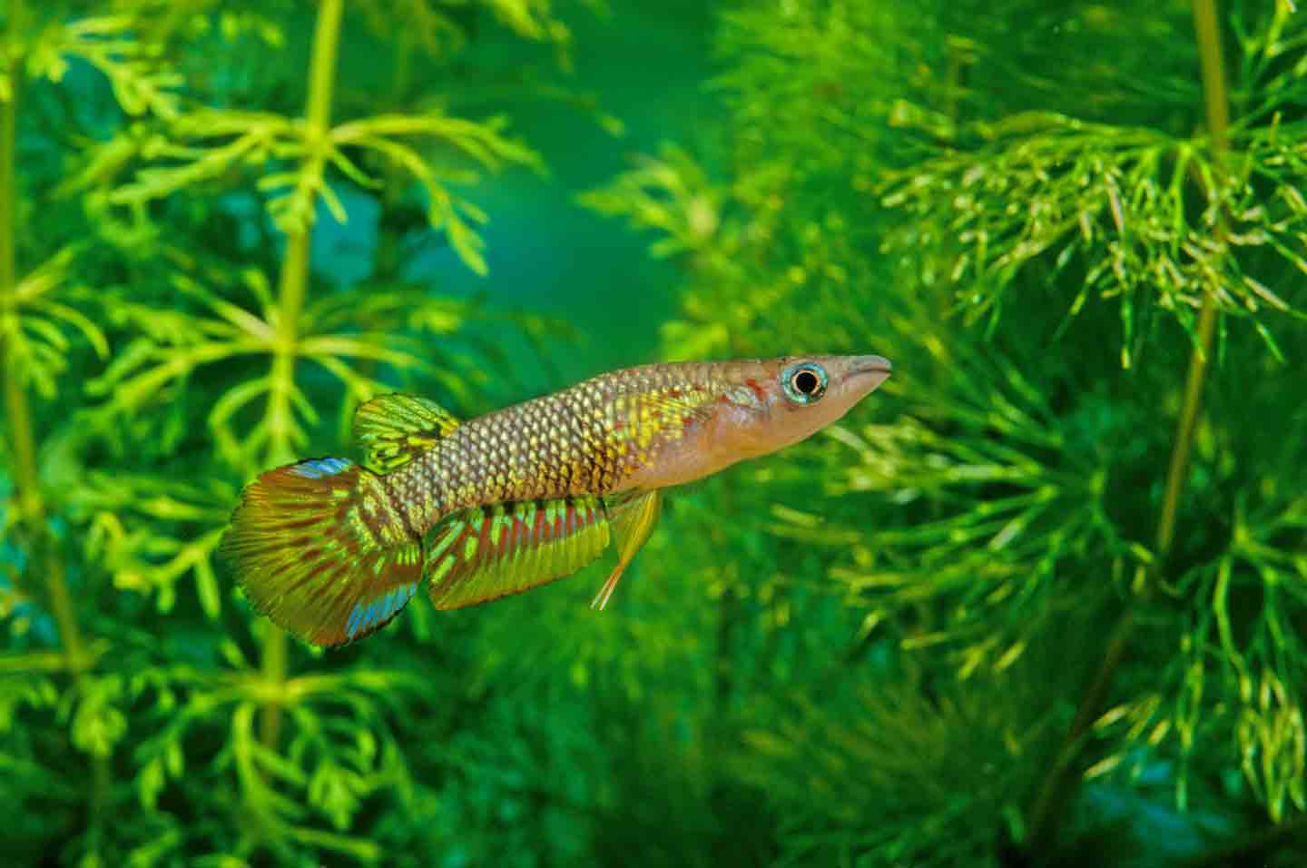 Photo of a golden wonder killifish