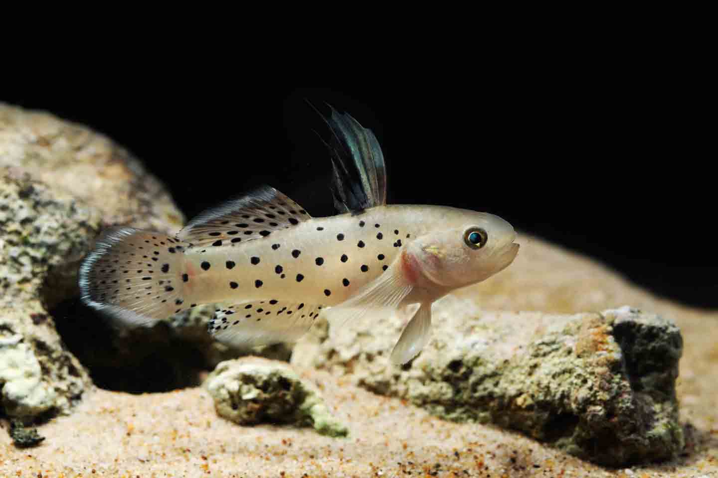 Photo of a knight goby