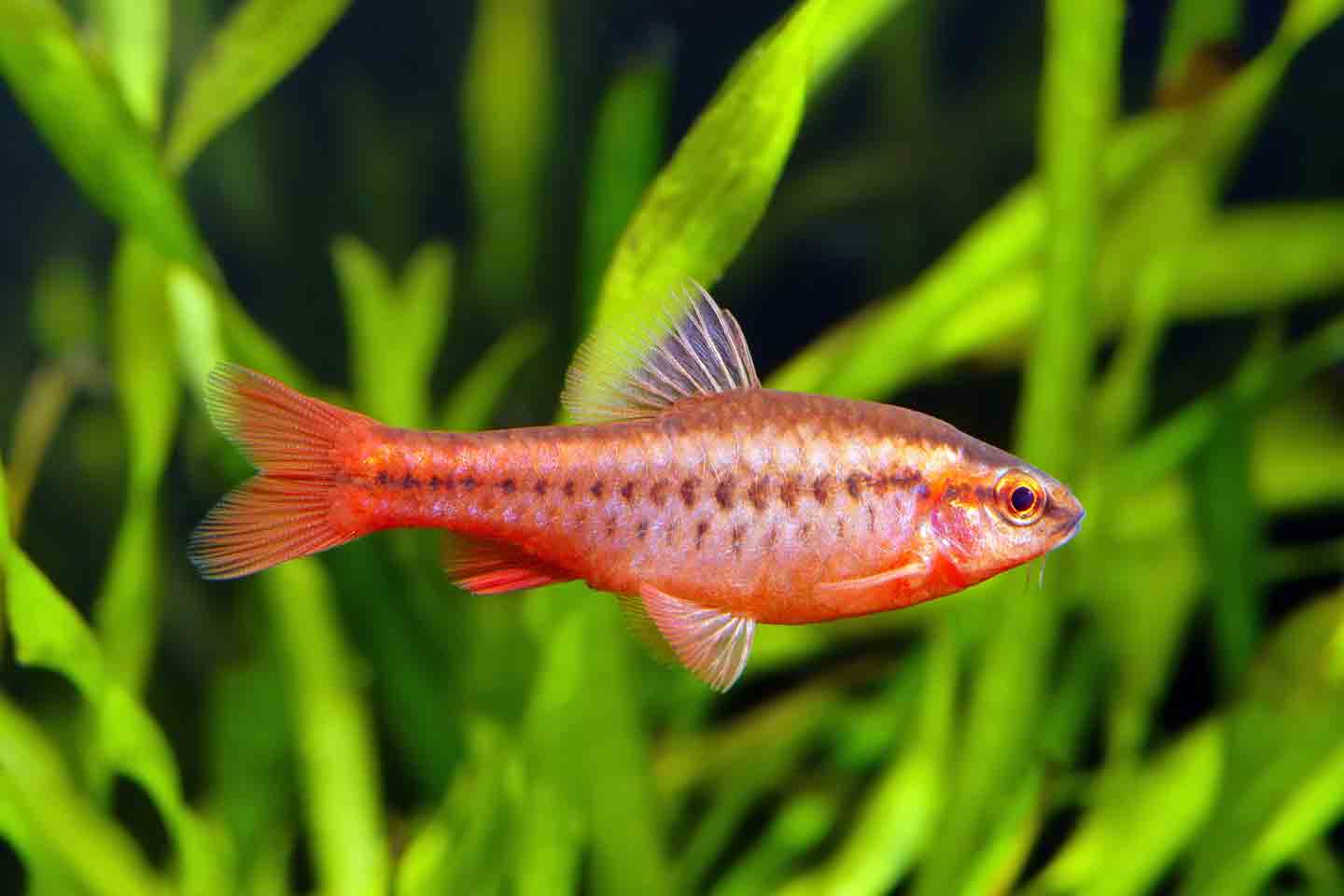 Photo of a cherry barb