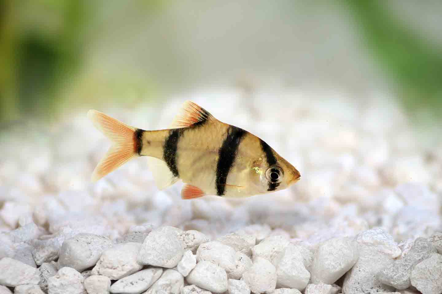 Photo of a tiger barb