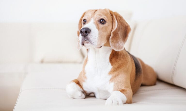 gabapentin for dogs: dog laying on sofa