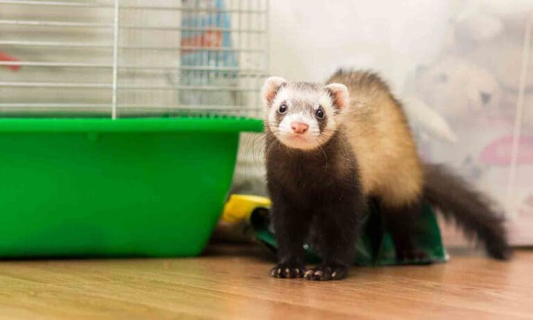 Pet Ferrets 101: A Beginner’s Guide To Keeping a Ferret as a Pet | BeChewy