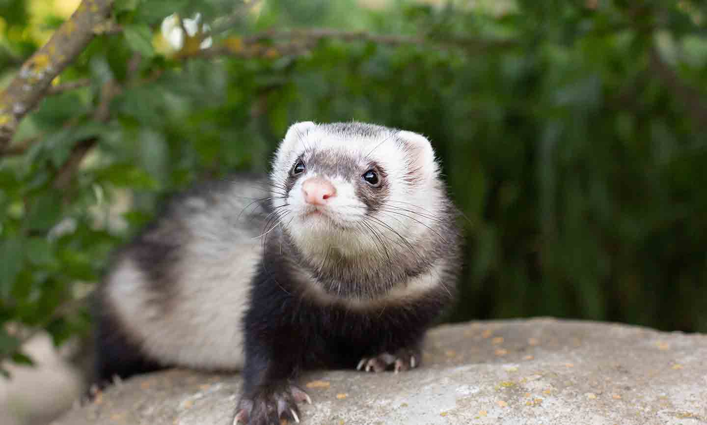 How Long Do Ferrets Live? BeChewy