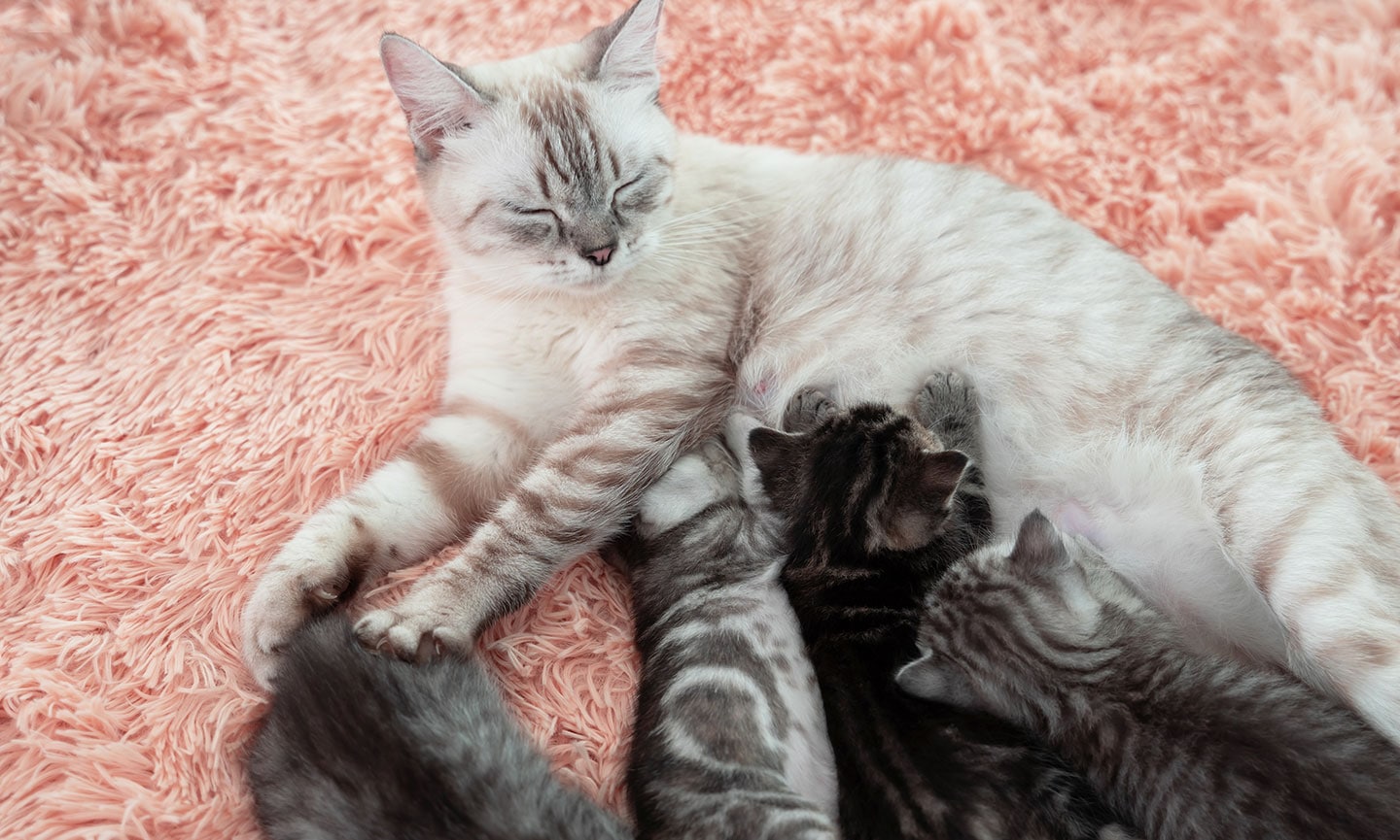 Cat Pregnancy: Timeline, Signs and Stages | BeChewy