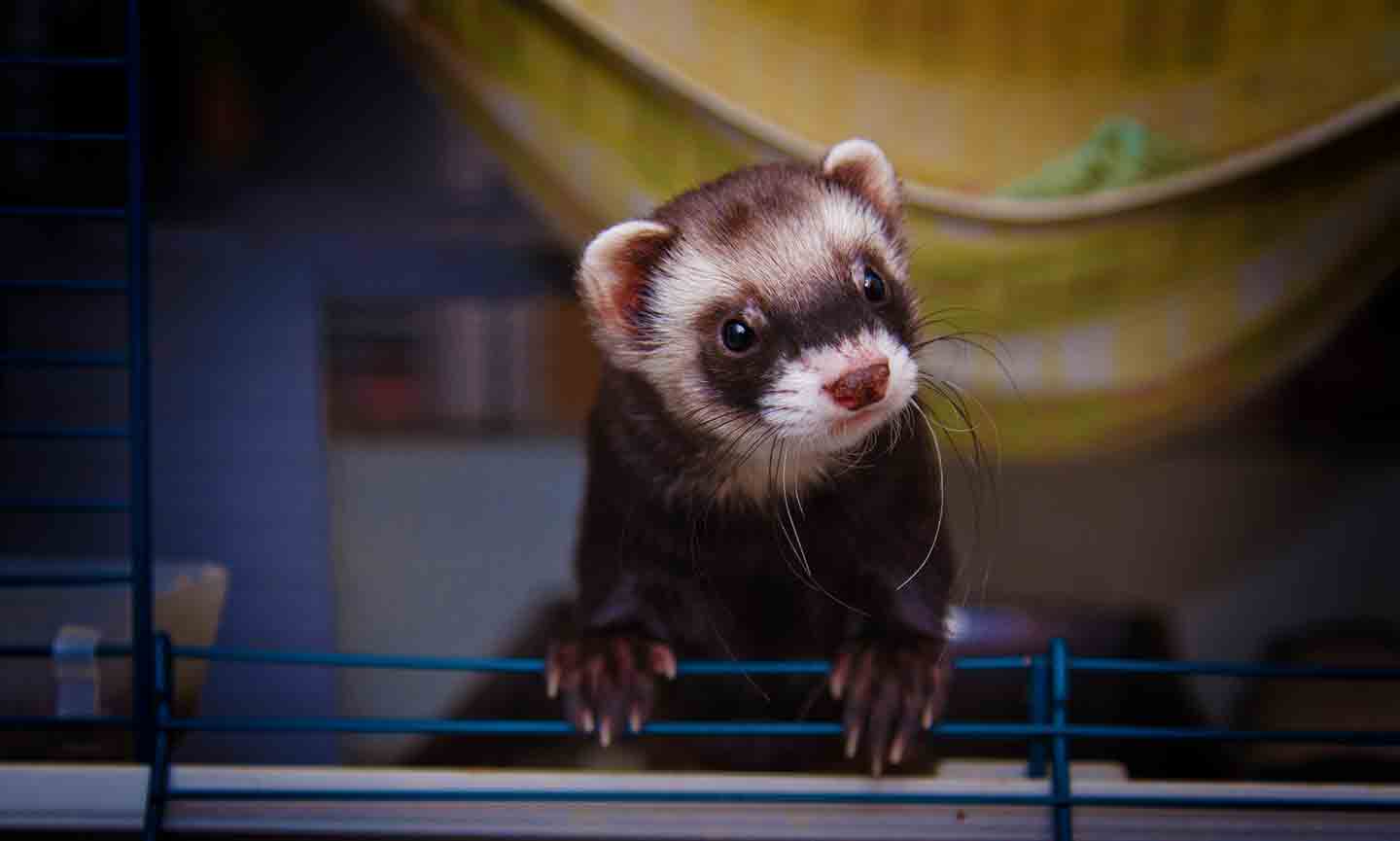 How Much Are Ferrets The Cost of Ferret Keeping in 2024 BeChewy