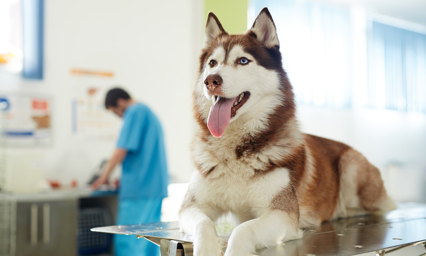 Why Deworming in Dogs Is Important and What To Expect BeChewy