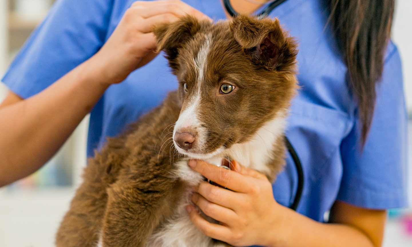 Deworming Puppies What To Expect Symptoms and More BeChewy