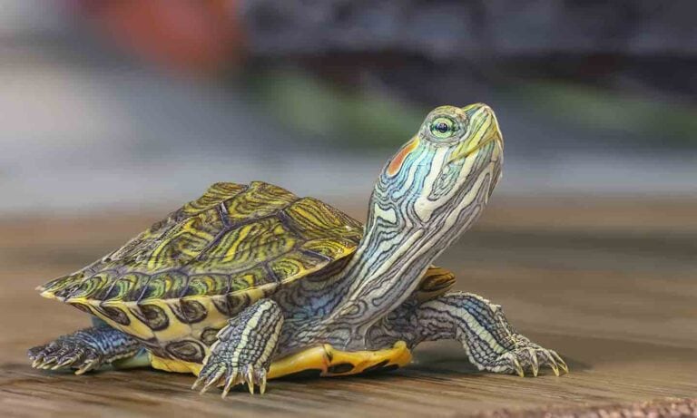 How Long Do Turtles and Tortoises Live? | BeChewy