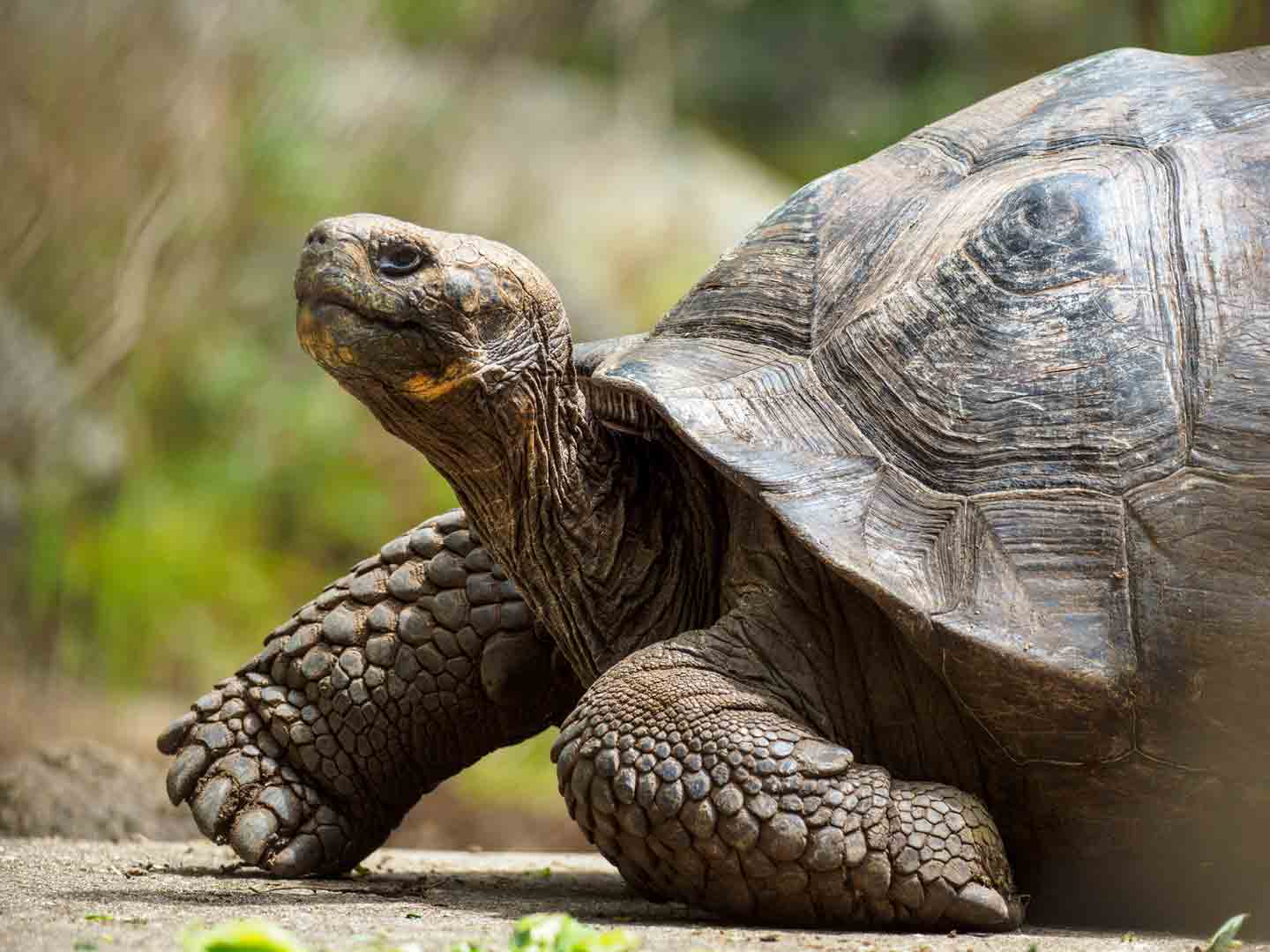 How Long Do Turtles and Tortoises Live? | BeChewy