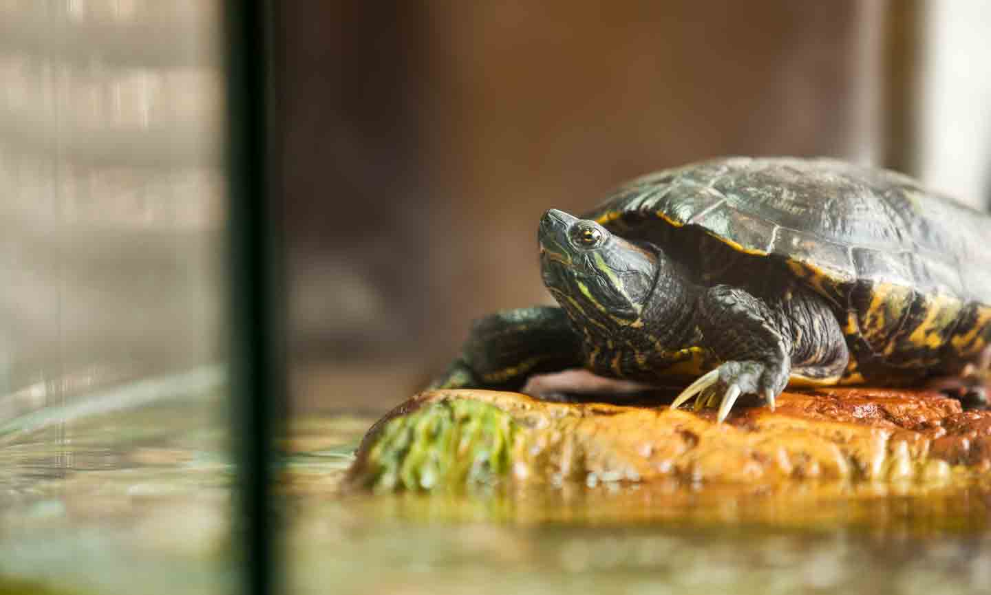 Aquatic Turtle Tank Setup 101 A Beginner’s Guide BeChewy