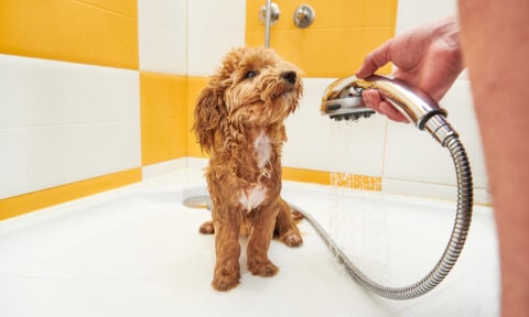 How Often Should You Bathe Your Dog? | BeChewy