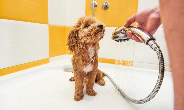 how often should you bathe your dog: maltipoo dog in shower