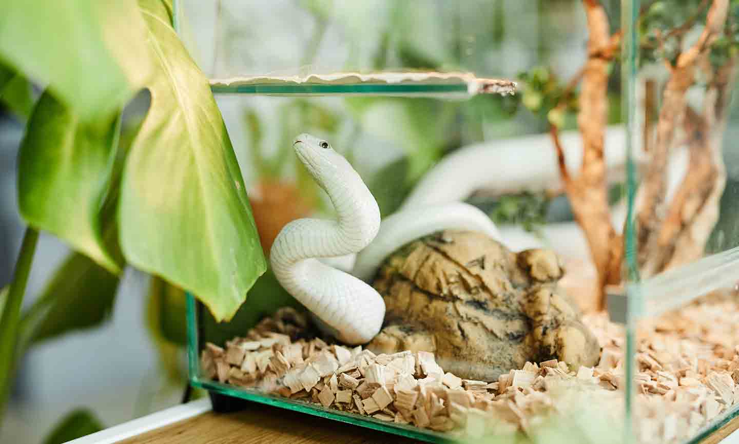 Complete snake setup best sale