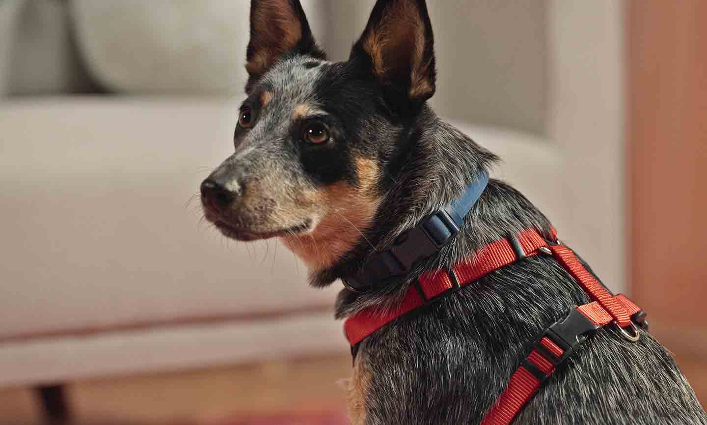 Photo of a dog wearing a back-clip dog harness