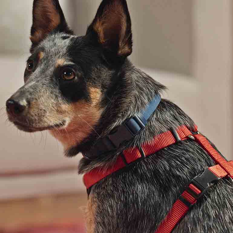 How to properly put a harness on a dog best sale