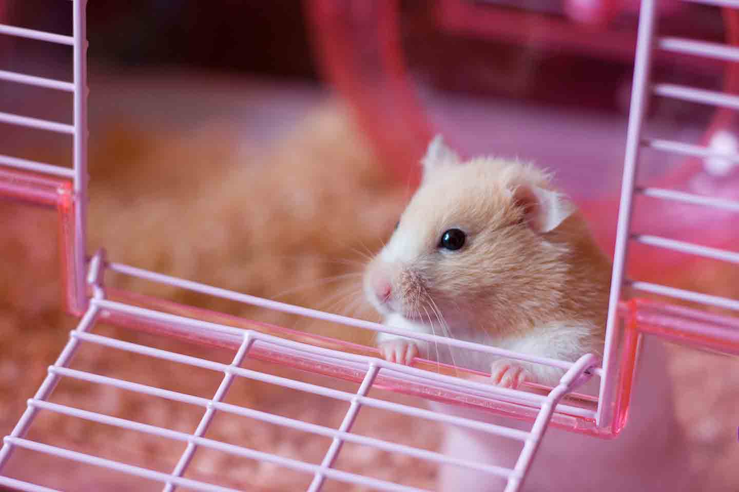 How to stop your hamster chewing the bars best sale