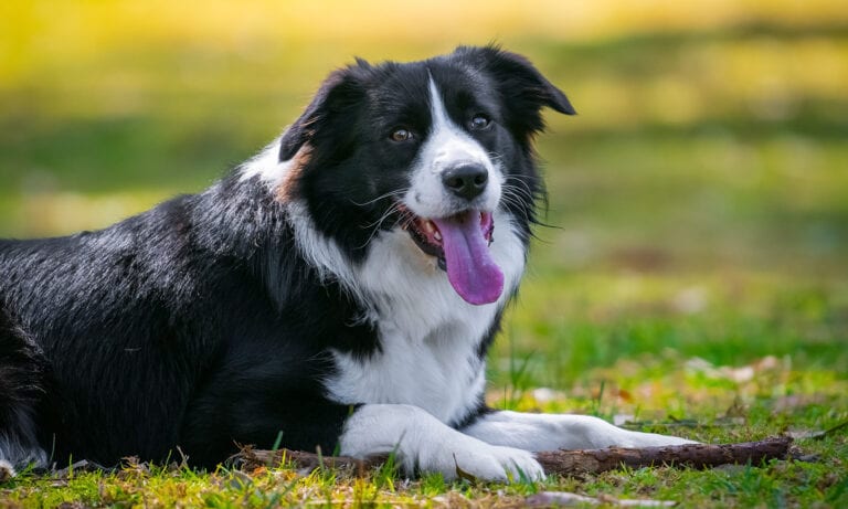 Whipworms in Dogs: Symptoms and Treatment | BeChewy