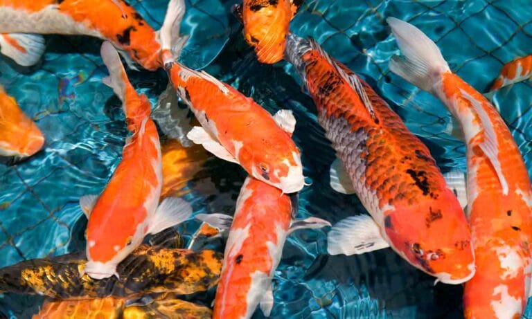 Photo of koi fish in a pond