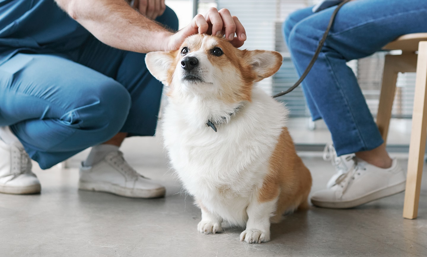 Blood in Dog Stool Why Is My Dog Pooping Blood? BeChewy