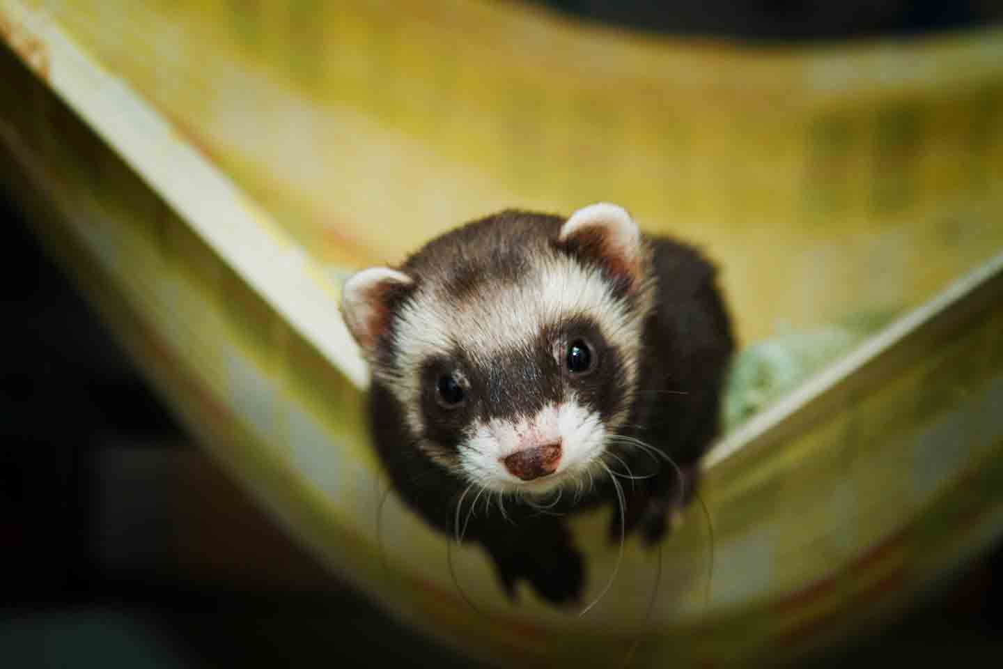 15 Incredible Facts About Ferrets | BeChewy