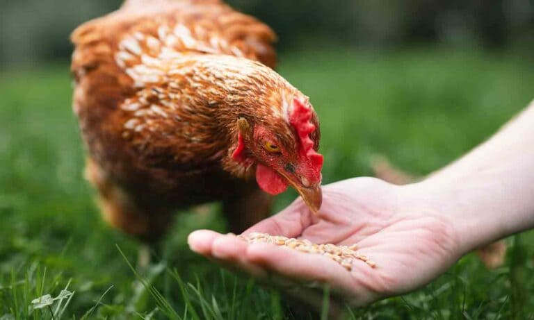 What Do Chickens Eat? Everything You Can (And Can’t) Feed Your Chickens ...