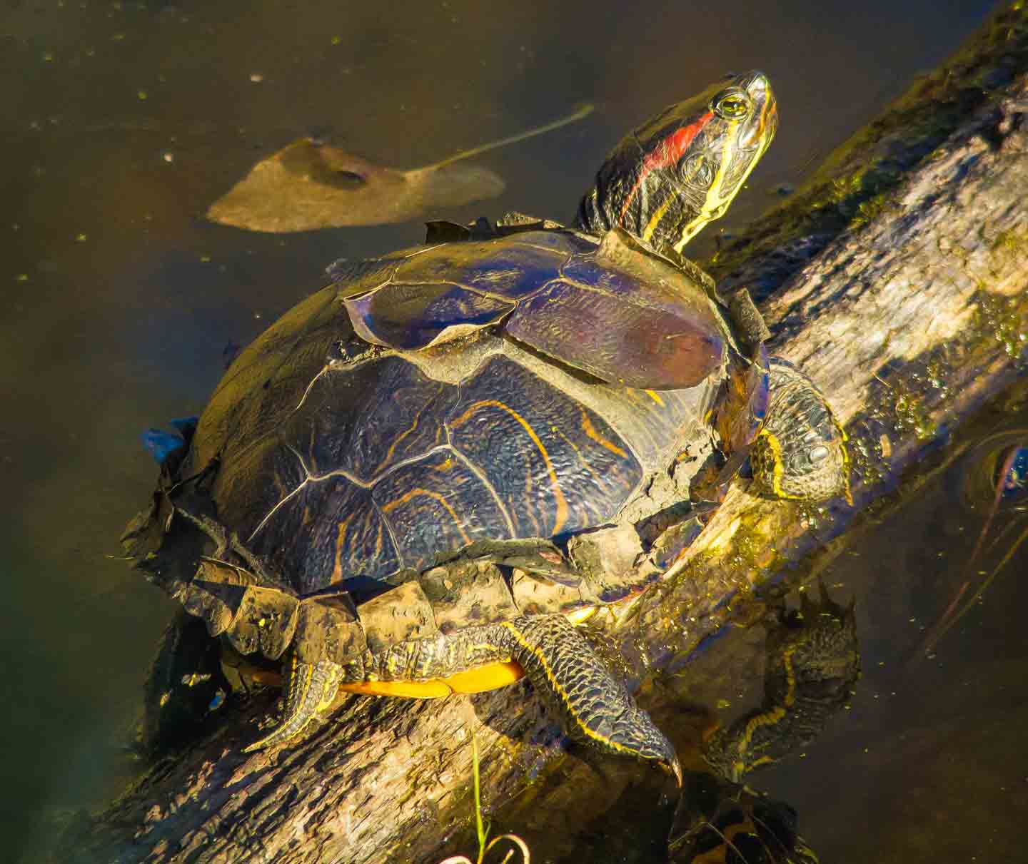 What Is a Turtle Shell Made of, and Why Does It Shed? | BeChewy