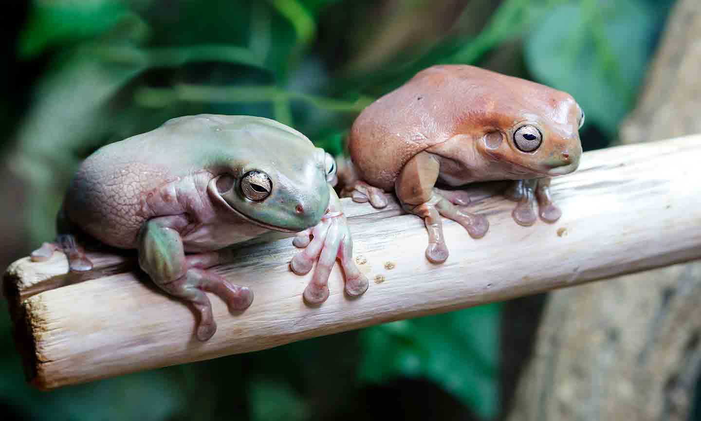 The 7 Best Frogs To Keep as Pets | BeChewy