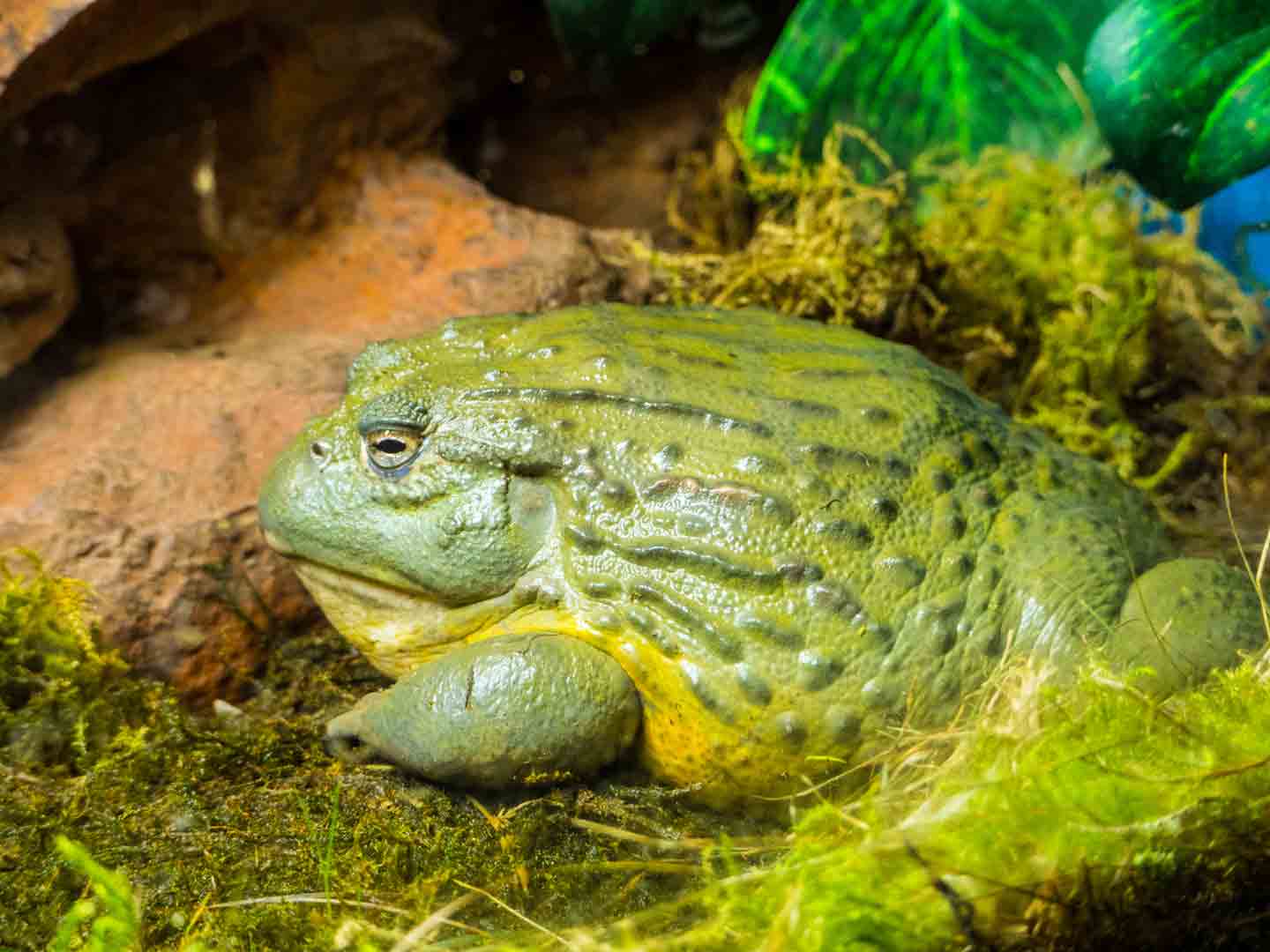 The 7 Best Frogs To Keep as Pets | BeChewy