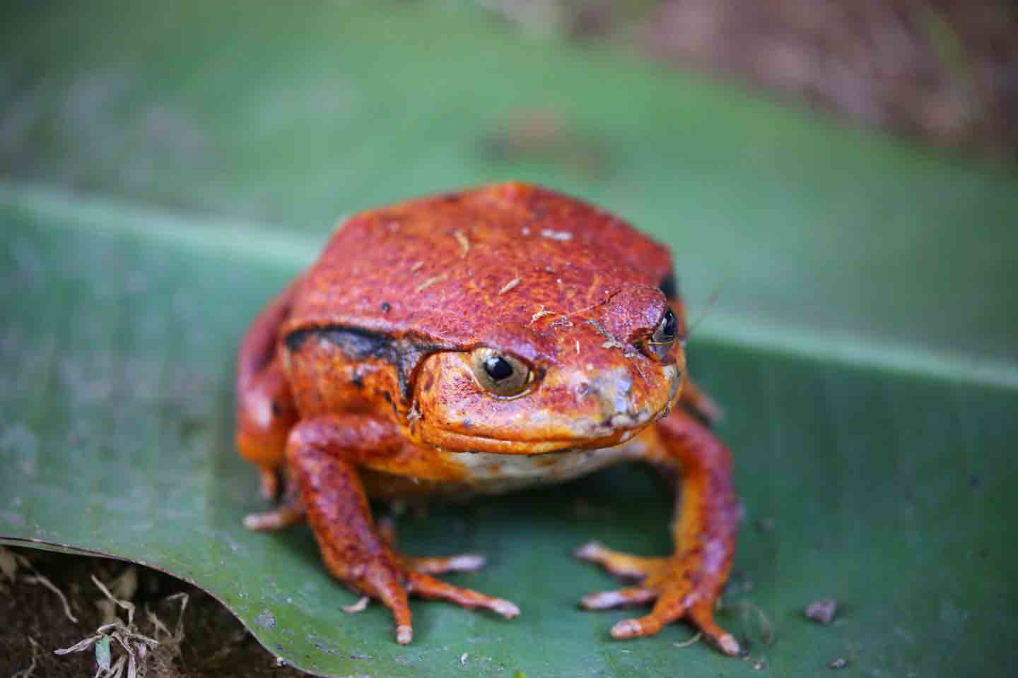 The 7 Best Frogs To Keep as Pets | BeChewy