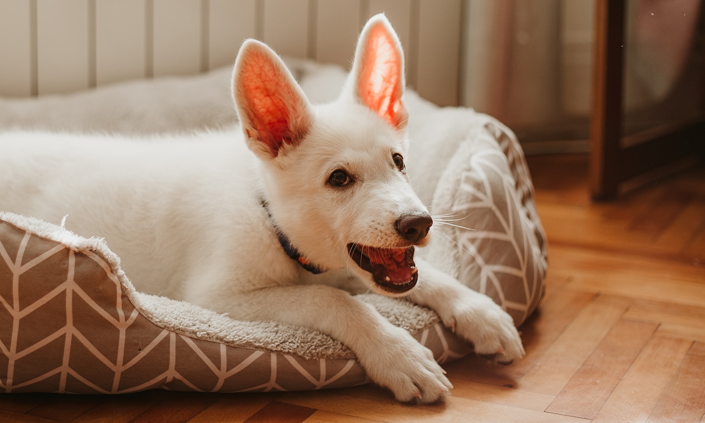 gabapentin vs trazodone for dogs side effects