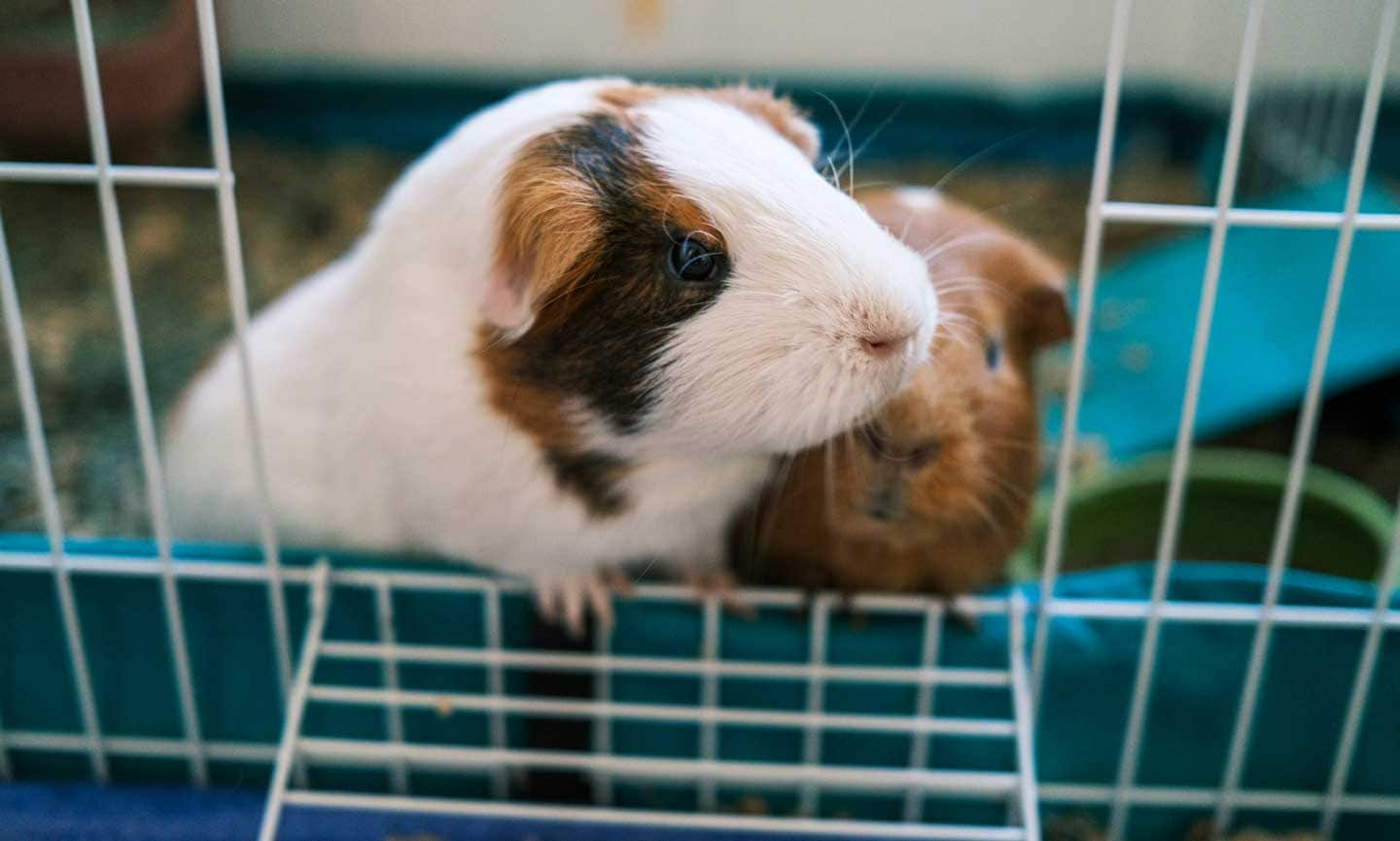 The Ultimate Guide to Housing for Guinea Pigs BeChewy