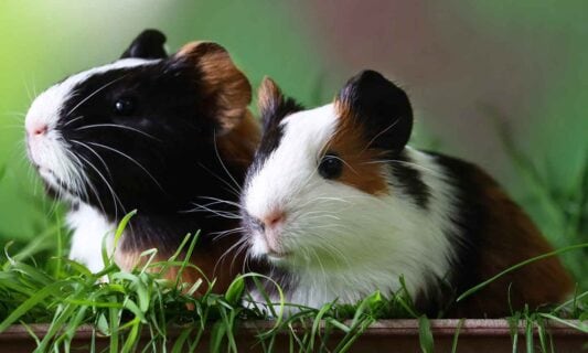 Chewy guinea pig best sale