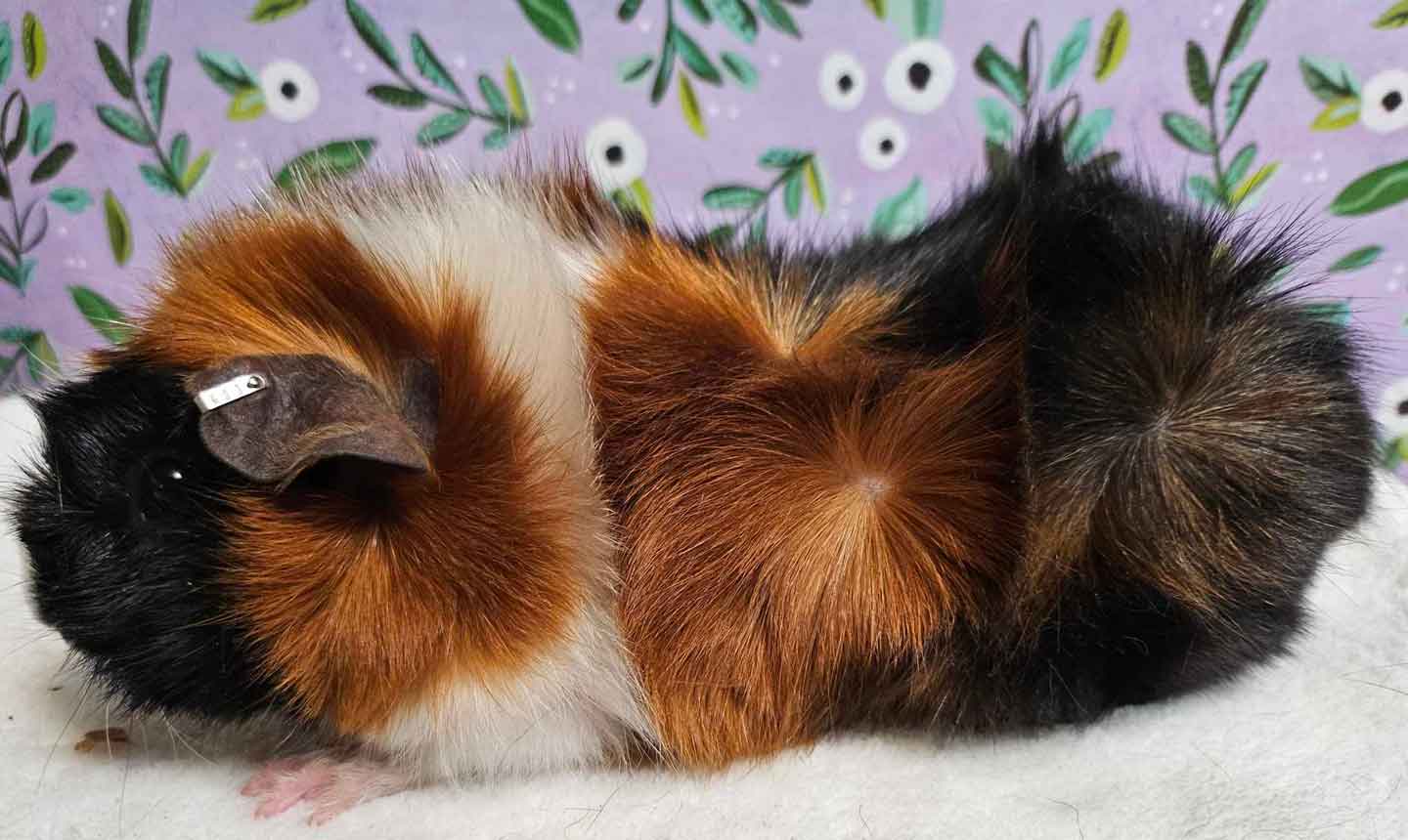 The Ultimate Guide to Guinea Pig Breeds | BeChewy