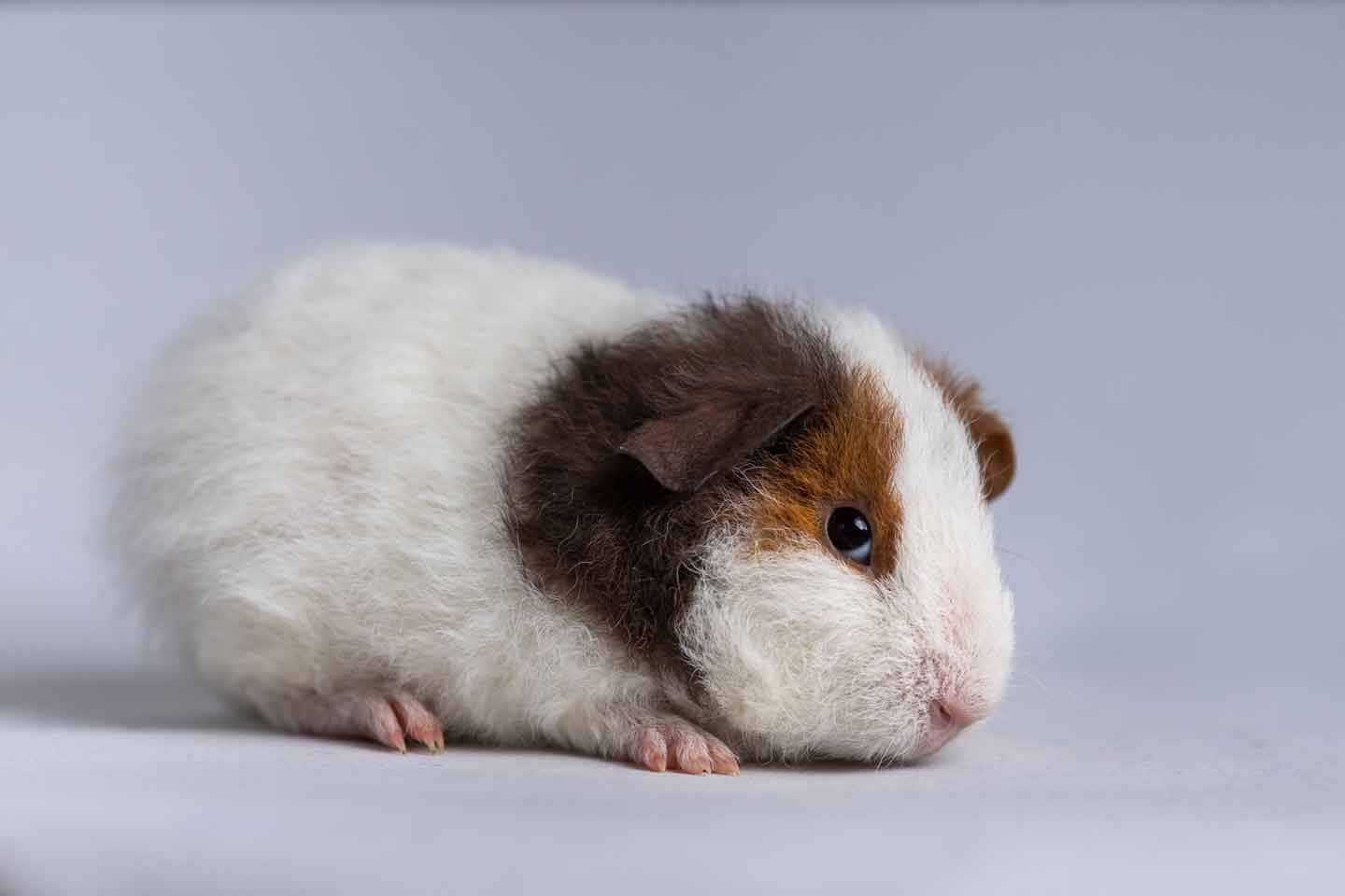 The Ultimate Guide to Guinea Pig Breeds | BeChewy