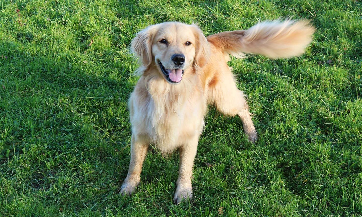 All Dogs Go to Heaven trivia: Alcohol is toxic to dogs! Which of these is NOT a symptom of alcohol poisoning?