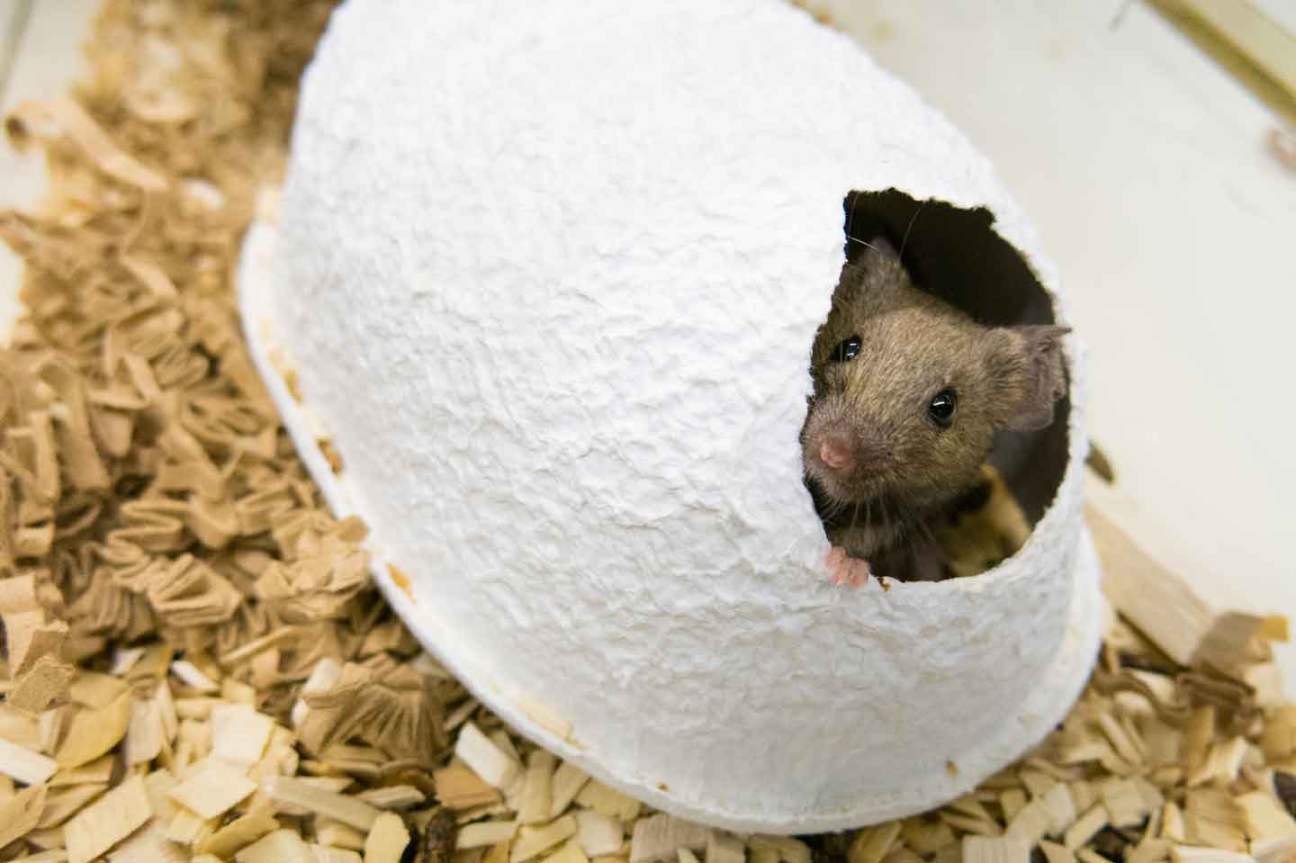 Pet mouse habitat best sale