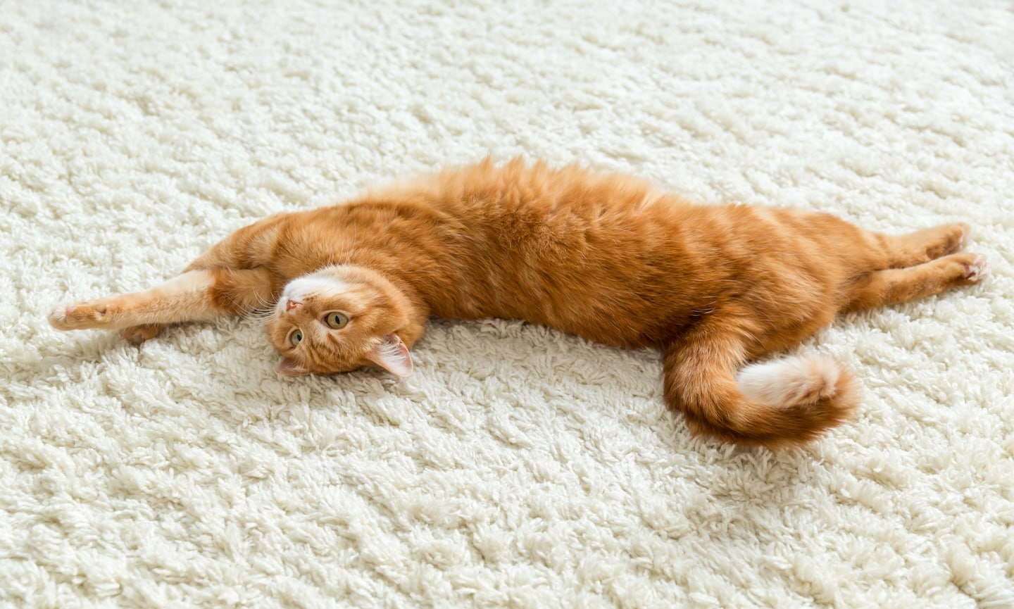 Best carpet for pet urine hotsell