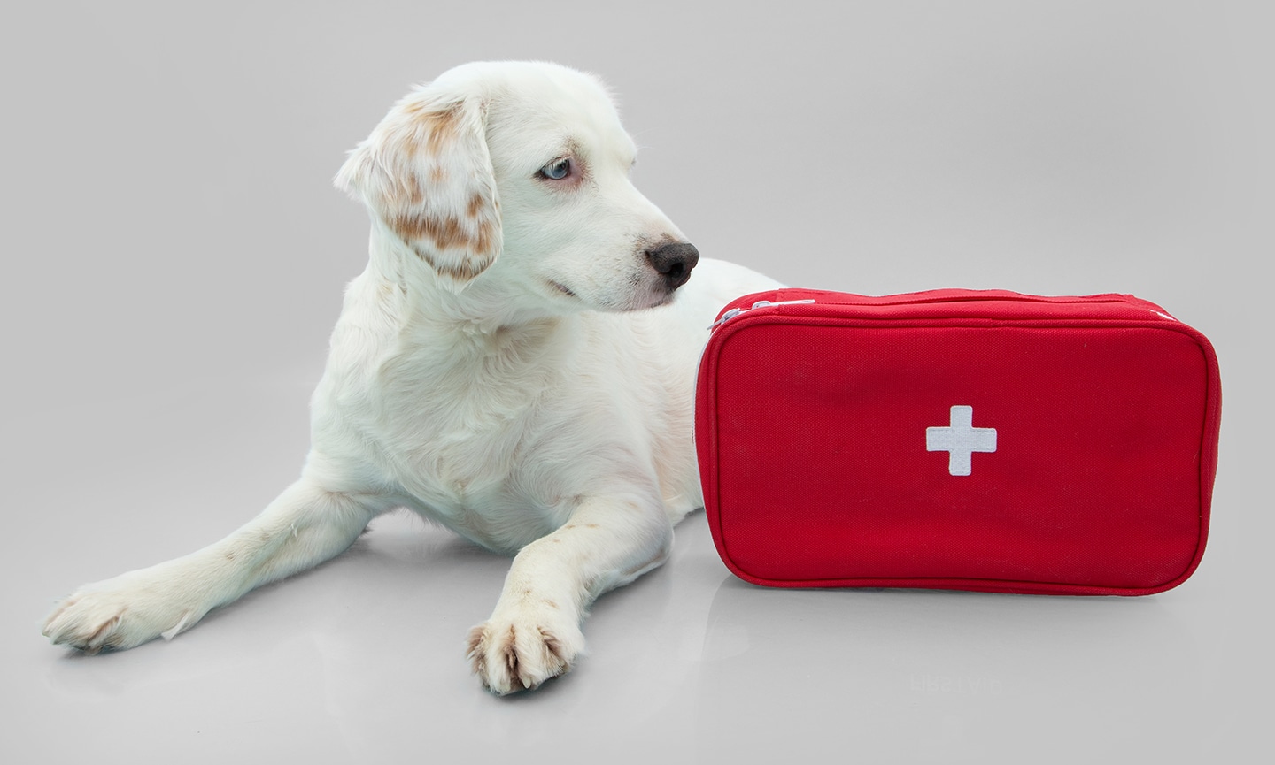 Kurgo pet first aid kit best sale