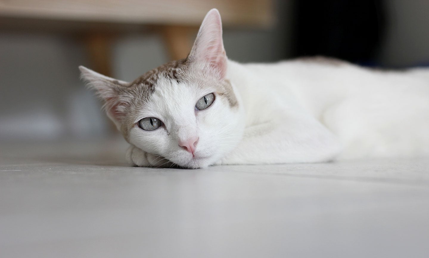 Cathelp Old Cat Acting Weird My Cat Is Acting Very Lethargic