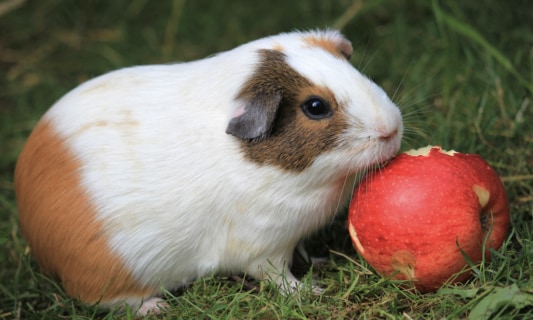 Can guinea pigs eat apple skins hotsell