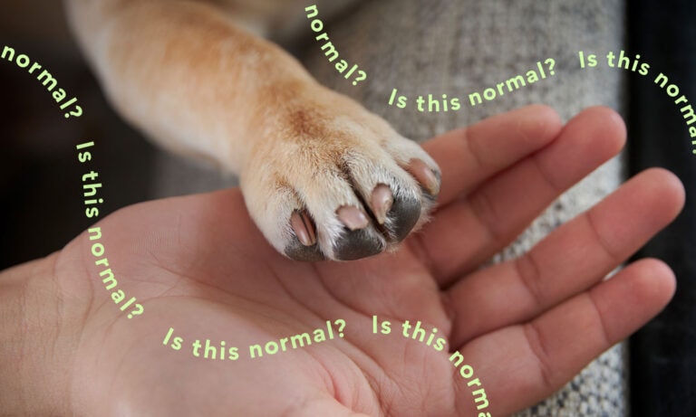 why do dogs sit at your feet in the bathroom